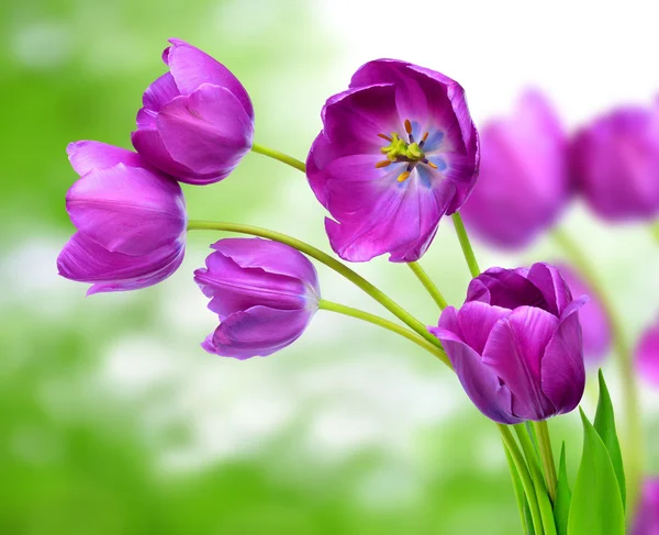 Purple tulips — Stock Photo, Image