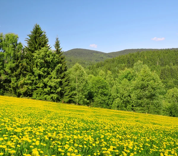 Jarní krajina — Stock fotografie