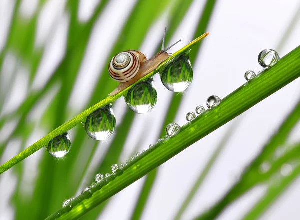 이 슬 맺힌 풀밭에 달팽이 — 스톡 사진