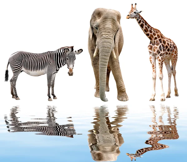 Girafa, elefante e zebra — Fotografia de Stock