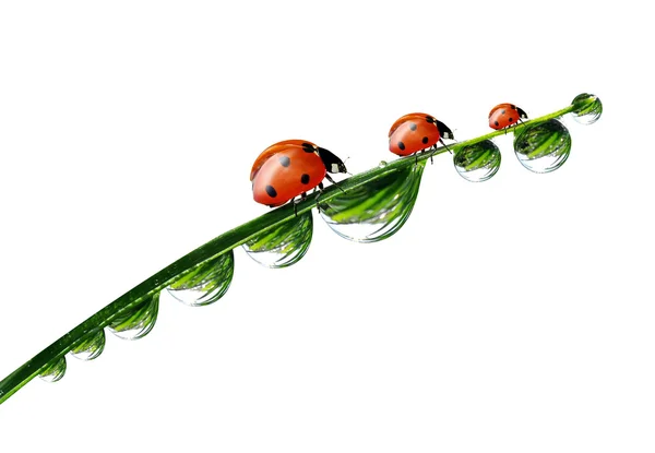 Dew and ladybird — Stock Photo, Image