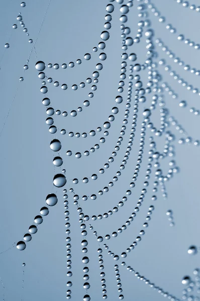 Red de araña — Foto de Stock