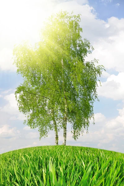 Spring tree — Stock Photo, Image