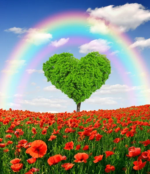 Rainbow above the poppy field — Stock Photo, Image