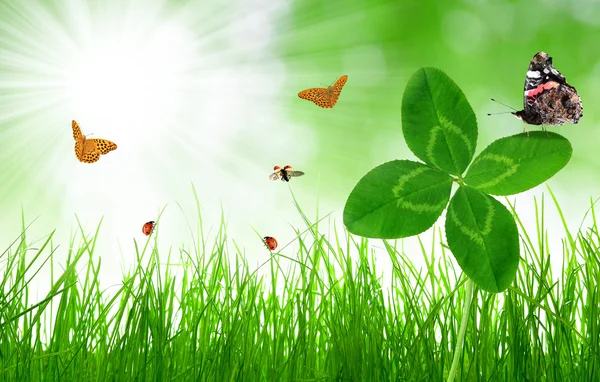 Clover and butterflies — Stock Photo, Image