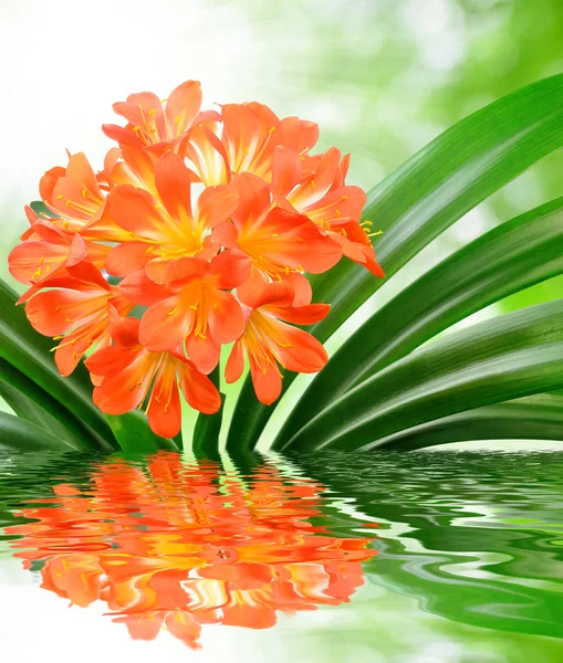 Pomarańczowy clivia miniata — Zdjęcie stockowe