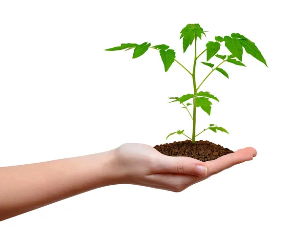 Растущее растение в руке — стоковое фото