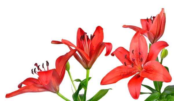 Lily — Stock Photo, Image