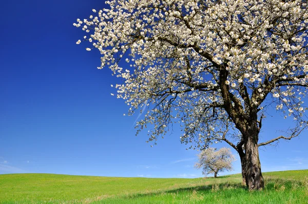 Körsbärsträd — Stockfoto