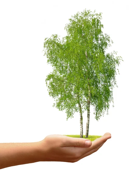 Groeiende boom in de hand — Stockfoto