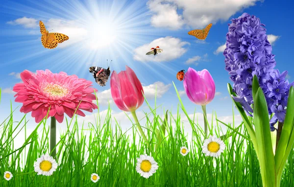 Flower and butterflies — Stock Photo, Image