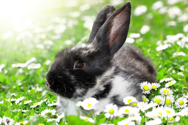 Cute Rabbit — Stock Photo, Image