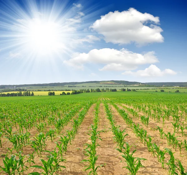 Corn field — Stock Photo, Image