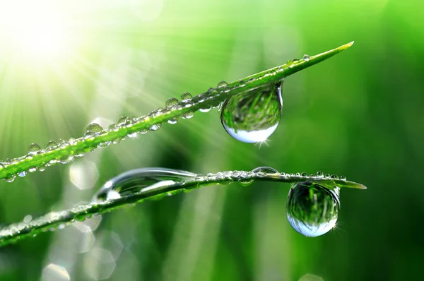 Gotas de Rocío — Foto de Stock