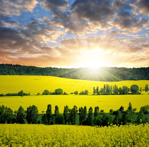 Rapeseed field — Stock Photo, Image