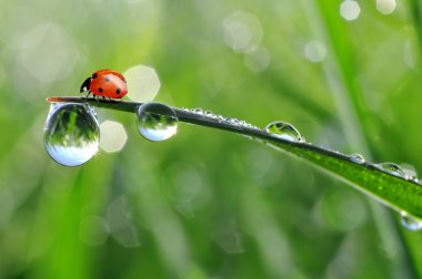çiğ ve uğur böceği