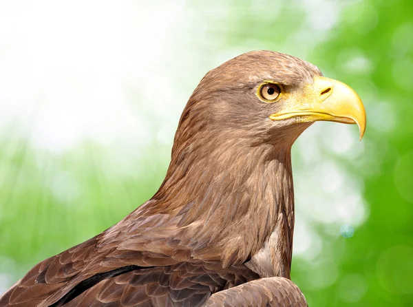 Águila marina — Foto de Stock