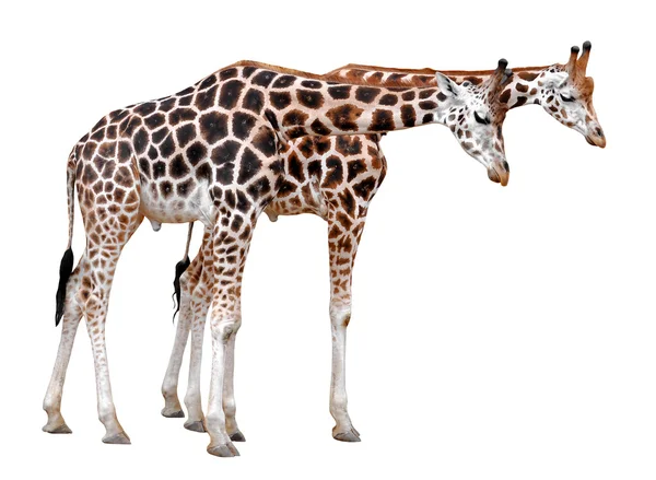 Giraffes — Stock Photo, Image