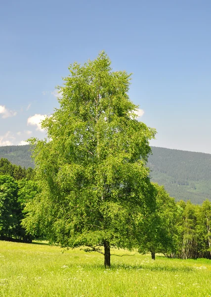 Lente landschap — Stockfoto