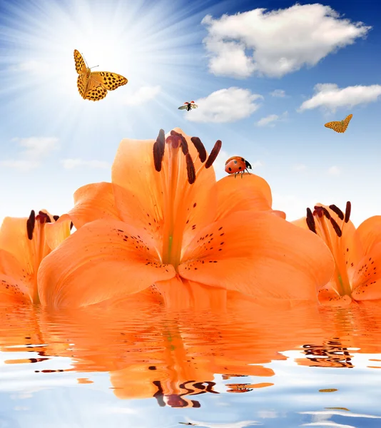 Orange Lilja med fjärilar — Stockfoto