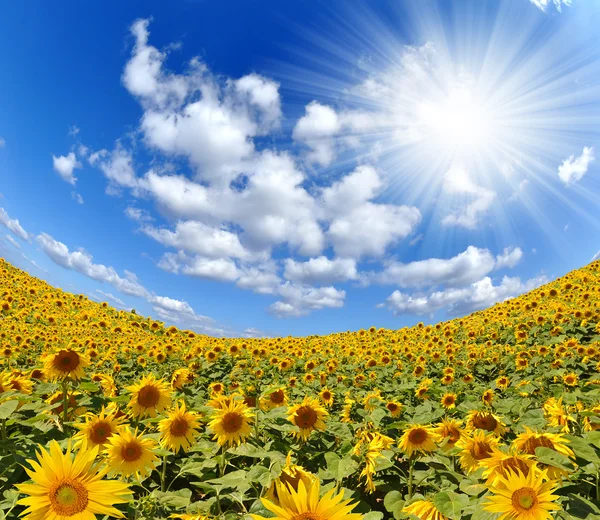 Campo di girasole - fisheye shot — Foto Stock