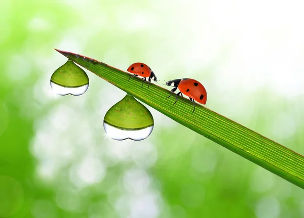 Dew in the shape heart and ladybirds — Stock Photo, Image