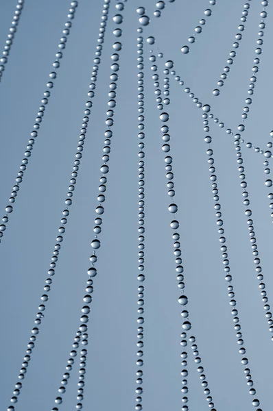 Spider web — Stock Photo, Image