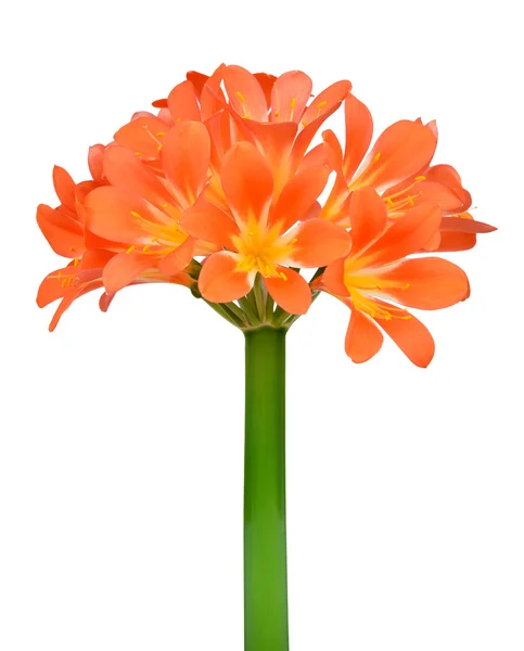 Orange Clivia miniata — Stock Photo, Image