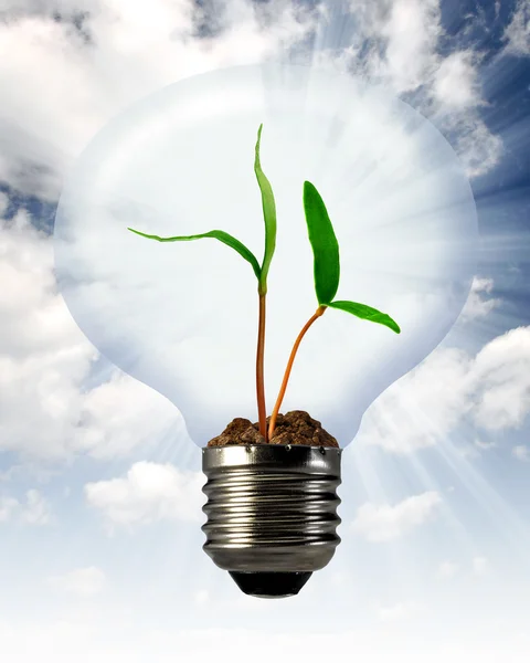 Eco energy bulb — Stock Photo, Image