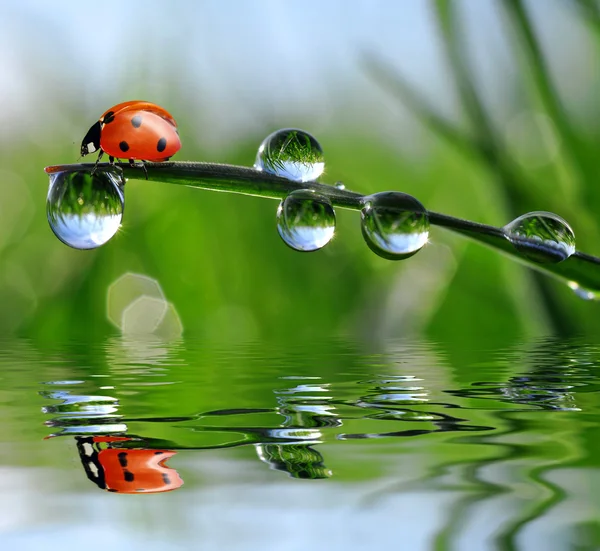 Dauw en lieveheersbeestje — Stockfoto