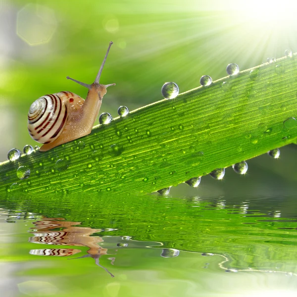 Caracol na grama orvalhada — Fotografia de Stock