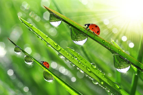 Dew and ladybird — Stock Photo, Image