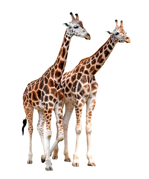 Giraffen — Stockfoto