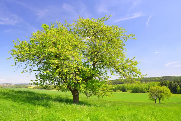 Våren landskap — Stockfoto