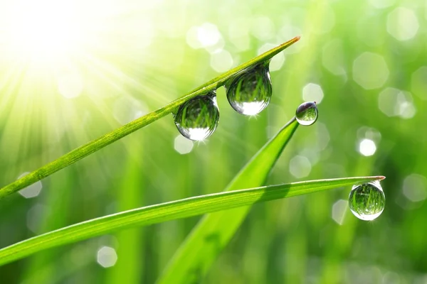 Dew drops — Stock Photo, Image