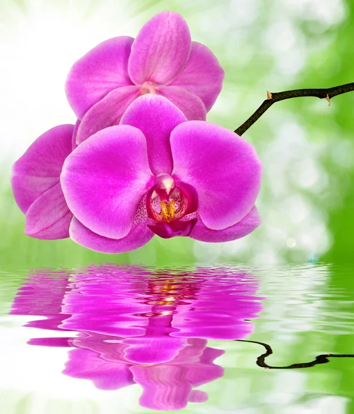 Kaunis violetti orkidea — kuvapankkivalokuva