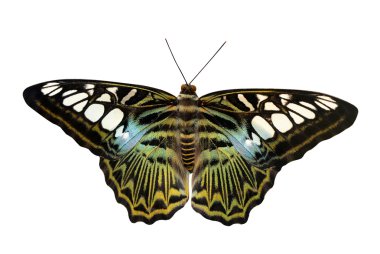 tropikal renkli butterflly