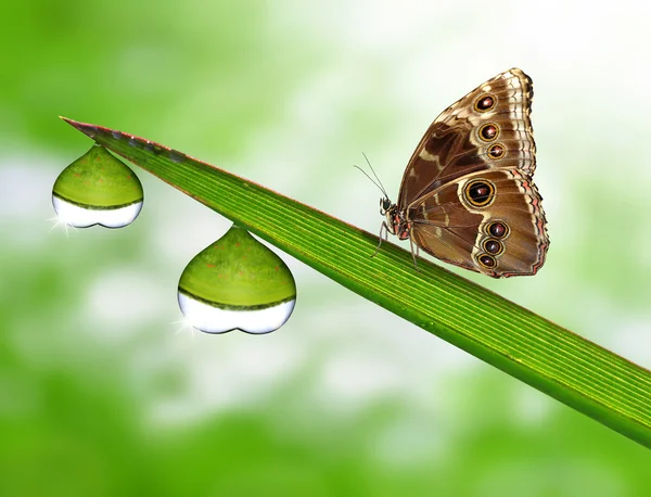 Çiğ ve kelebek — Stok fotoğraf