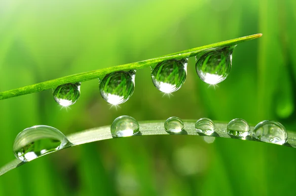 Gotas de orvalho — Fotografia de Stock