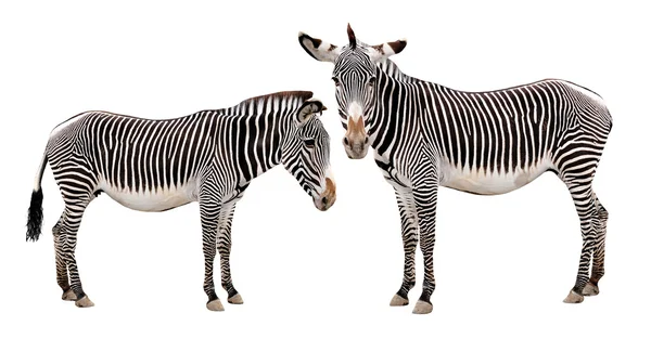 Zebras — Fotografia de Stock