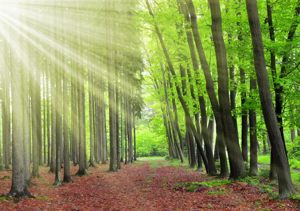 Bosque de primavera — Foto de Stock