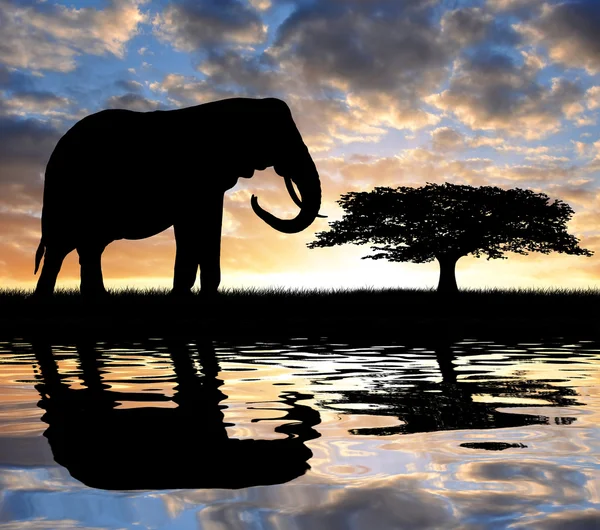 Silhouet olifant — Stockfoto