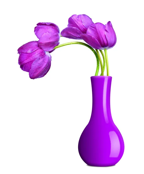 Tulipani viola — Foto Stock