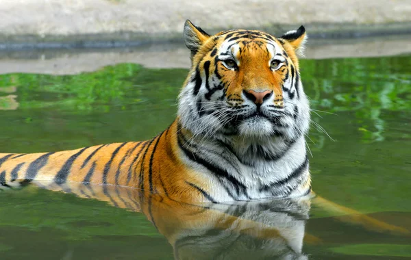 Tigre sibérien dans l'eau — Photo