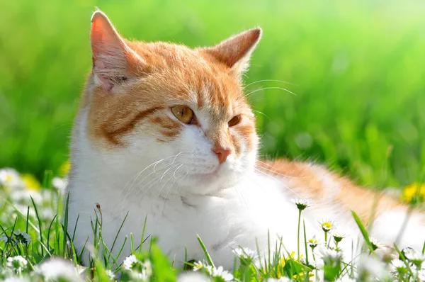 Macska a fűben — Stock Fotó