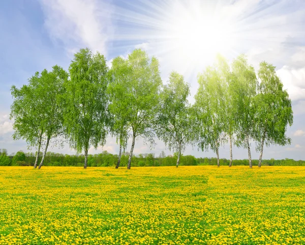 Birch tree on dandelions field — Stock Photo, Image