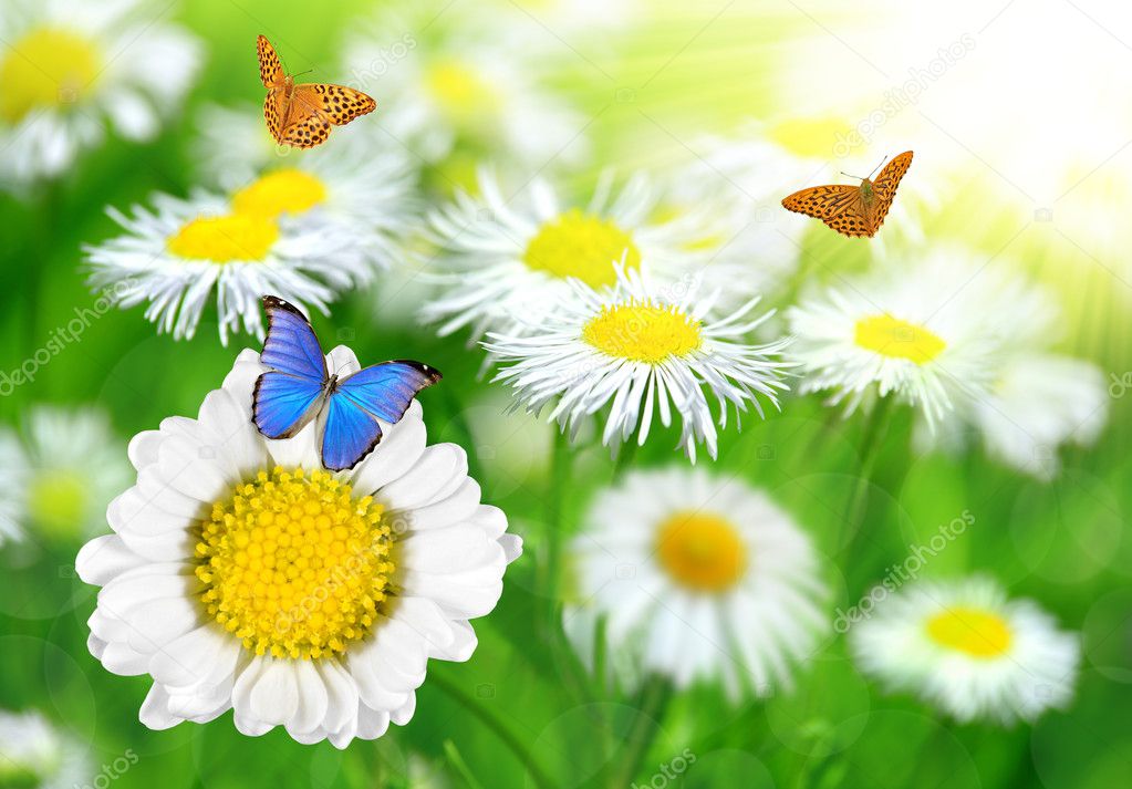 Daisies with butterflies on meadow