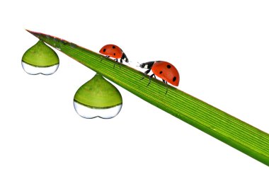 taze çiğ şekli kalp ve ladybirds
