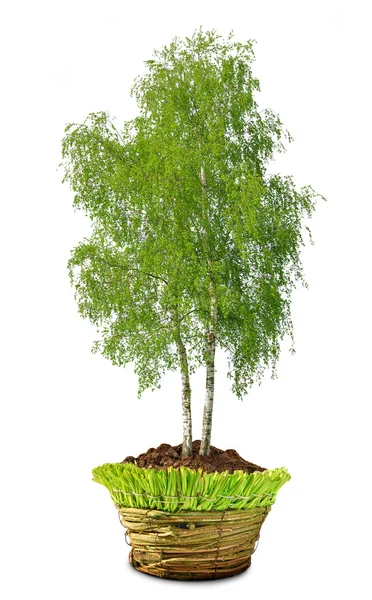 Tree in pot isolated on white — Stock Photo, Image