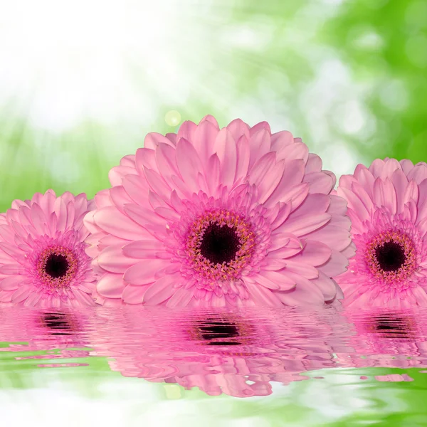 Gerberas rosa no fundo verde — Fotografia de Stock